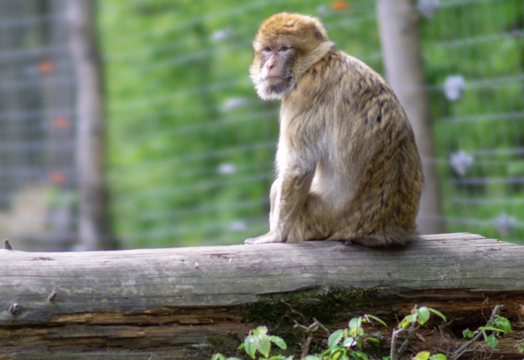Affe im Tierpark Gera
