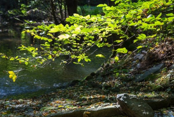 Fuchsbachtal Foto: CC BY-SA, Archiv TVV / Christoph Beer