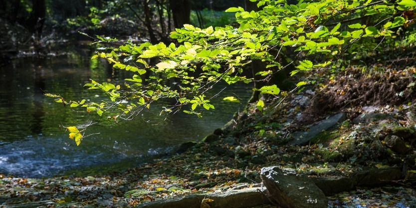 Fuchsbachtal Foto: CC BY-SA, Archiv TVV / Christoph Beer